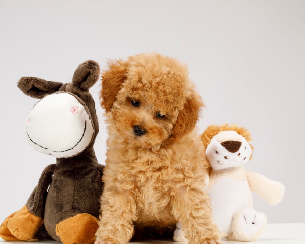 オリジナルぬいぐるみを小ロットで制作するには？費用、納期、業者選び、注意点まで！